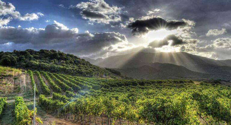 vignes en corse du nord