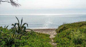 Agaven und Küstenpflanzen vor dem Strand, Campingplatz auf Korsika